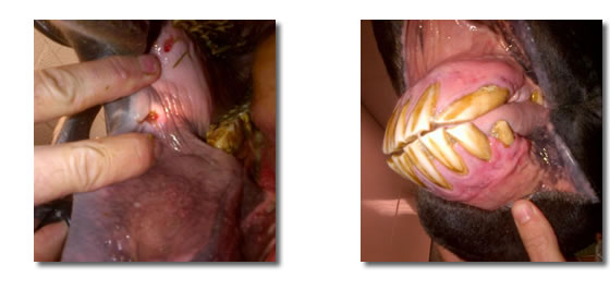 an equine dental examination